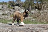 AKITA AMERICAIN 072